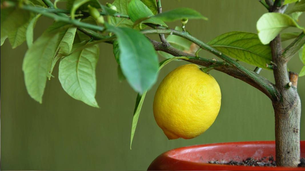 Kendi limonunuzu kendiniz yetiştirin. Balkonda limon yetiştirmenin püf noktaları 25